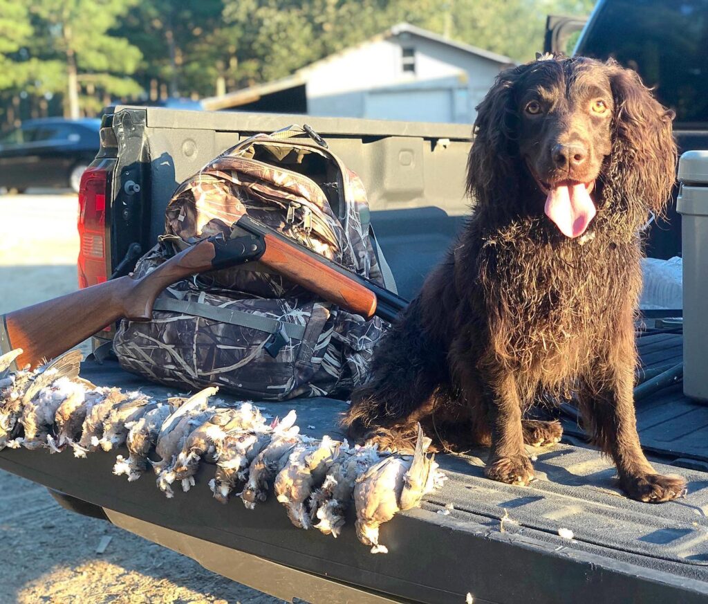 Southern store hunting dogs