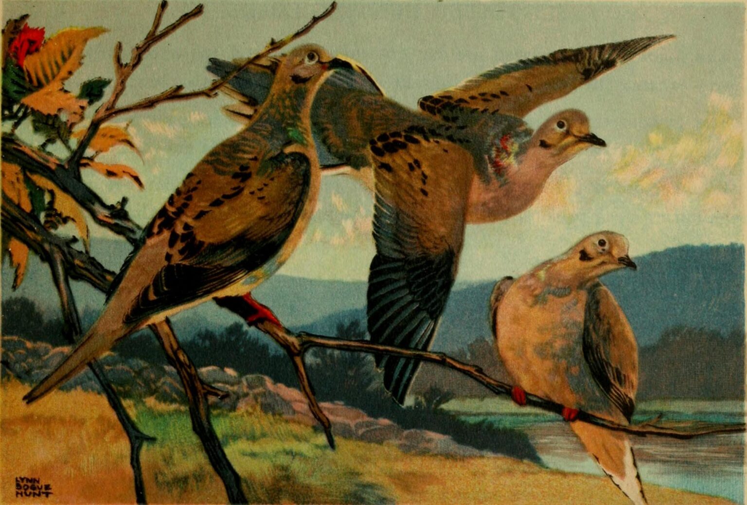 Northampton County Dove Hunt Feathers & Whiskey