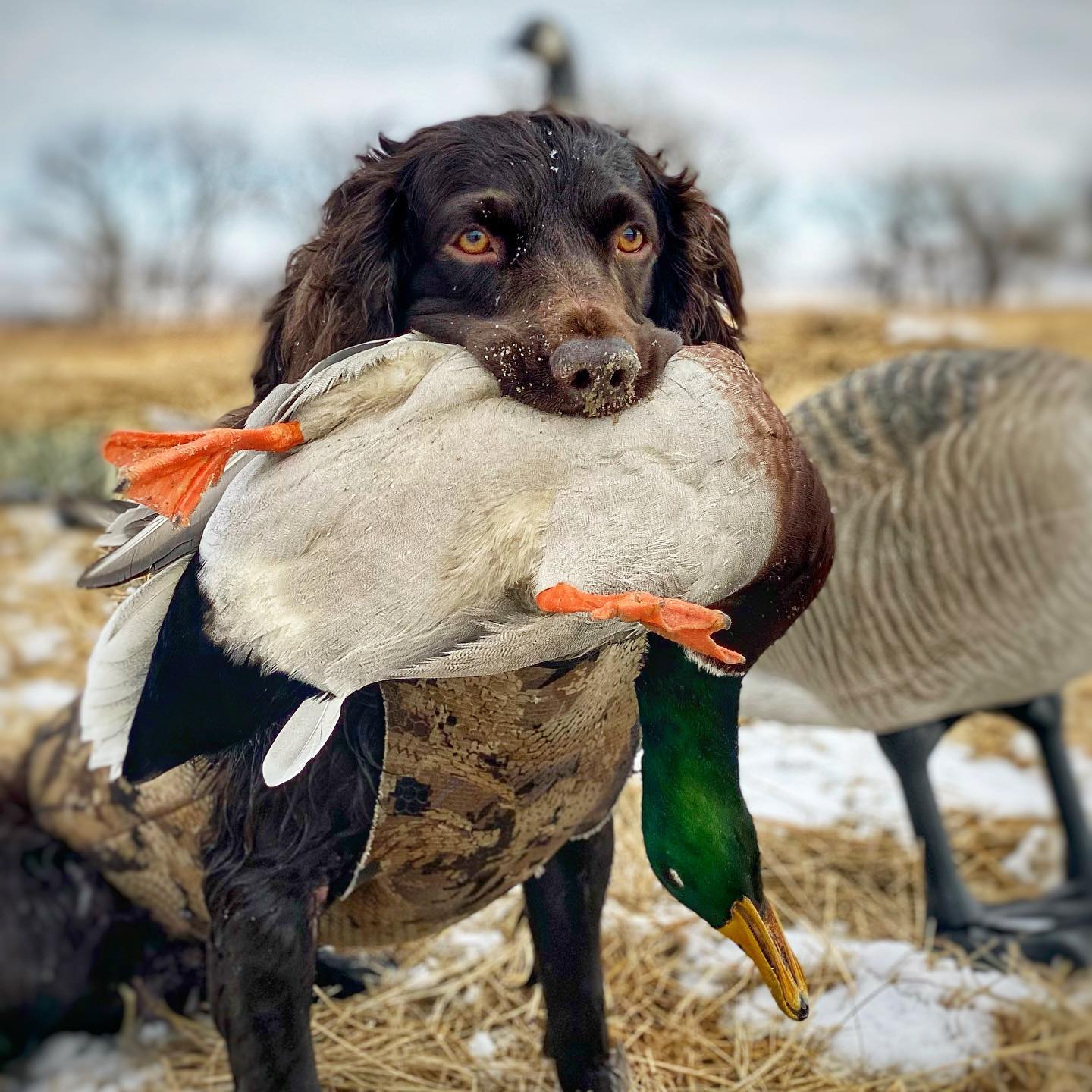 Bird fashion takes dog